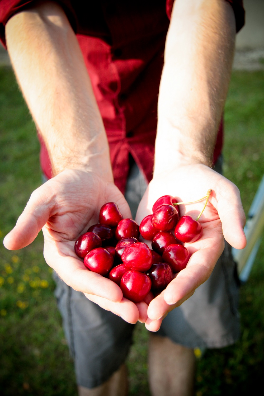 two hands holding cherries